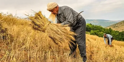 پرداخت ۹۶ درصد مطالبات گندم&zwnj;کاران کهگیلویه و بویراحمد