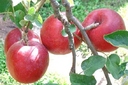 ترکیب طبیعی موجود در سیب که برای لثه مفید است