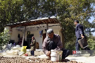گردو