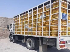 توقیف دو محموله مرغ زنده بدون مجوز در سبزوار