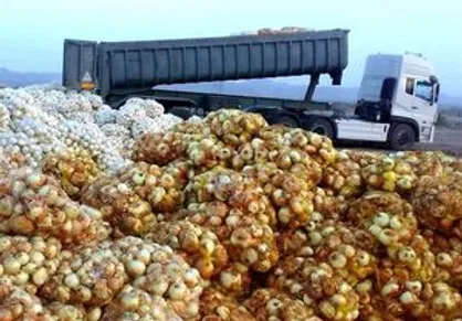 ماجرای پیازهایی که زیر آفتاب خوزستان گندید