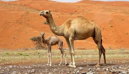 واکاوی مشکلات شترداران خراسان جنوبی/ ظرفیتی که مغفول ماند! &nbsp;&nbsp;