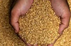 خرید ۲۹۶ هزار و ۱۱۷ تن بذر گندم آبی و دیم از کشاورزان تا ۲۰ تیرماه