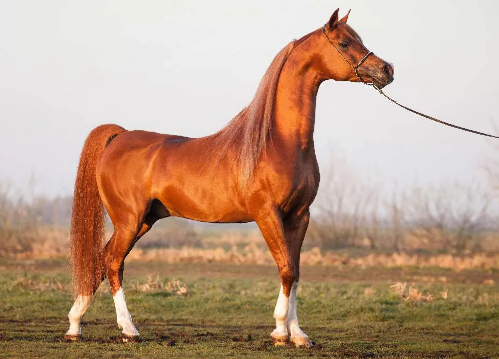 ماهیدشت میزبان جشنواره اسب اصیل کُرد می‌شود