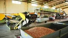 راه‌اندازی نخستین خط اتوماتیک فرآوری پسته با هوش مصنوعی بردسکن