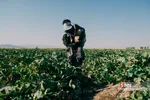 برداشت طالبی از مزارع قم