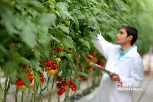 بهره‌برداری از فاز دوم بزرگترین گلخانه هیدروپونیک کشور در زرندیه