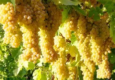 برداشت ۳۰ هزار تن انگور از تاکستان‌های اردبیل
