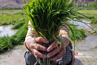 شالی برنج بجنورد