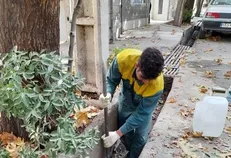احیای درختان کهنسال در منطقه ۱۳