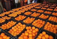 عرضه میوه‌های سرشار از ویتامین ث در میادین میوه و تره‌بار
