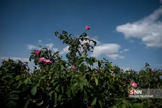 برداشت گل و گلاب‌گیری در باغ‌های موقوفه آستان مقدس حضرت فاطمه معصومه‎ (س)
