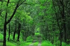 ۲۵ هزار هکتار جنگل بر باد می‌رود؟ / «وقف»؛ حربه جدید جنگل‌خواران گلستان