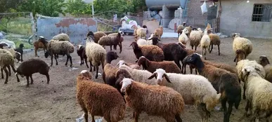 اعلام قیمت نهایی دام زنده یک روز قبل از عرفه/ عرضه دام در ۷ مرکز پایتخت