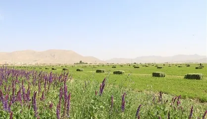۱۱ تن یونجه به منظور جذب درآمد&zwnj;های خارج از شهریه از دانشگاه آزاد شهرکرد برداشت شد