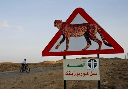 متخصصان می&zwnj;توانند یوزپلنگ ایرانی را از خطر انقراض نجات دهند؟