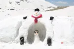 دبب