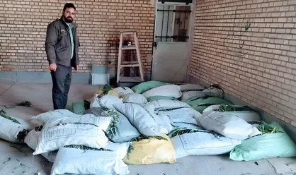 توقیف یک و نیم تُن گیاهان کوهی غیرمجاز در فریدونشهر