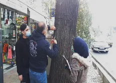 دربخش مرکزی شهر تهران، حذف زوائد فیزیکی از روی درختان خیابان، ولی عصر (عج) آغاز شد