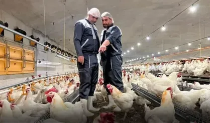 &laquo;مرغ آرین&raquo; رقیب نژاد&zwnj;های خارجی می&zwnj;شود