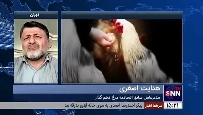 اصغری: در تامین نهاده طیور مشکل داریم/ لزوم تعریف قیمت مصرف کننده و تولید کننده مرغ توسط دولت