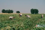 برداشت طالبی از مزارع قم