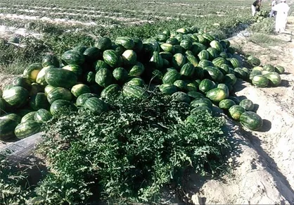 مسیر اشتباه محدودیت صادرات، نتیجه مطلوبی ندارد / &laquo;جالیز&raquo;؛ گنج پنهان ۹۰۰ میلیاردی!