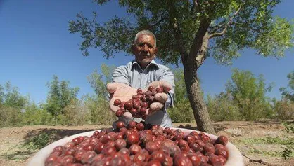 پیش&zwnj;بینی برداشت ۹ هزار تن عناب از باغات خراسان جنوبی