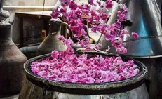 جشنواره گلاب‌گیری در البرز با ۴۰ غرفه بومی و اجرای موسیقی اقوام آغاز به کار کرد