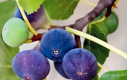 درختان انجیری که با تبدیل دی&zwnj;اکسیدکربن به سنگ، ناجی زمین می&zwnj;شوند