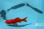 ماهی قرمز و سبزه شب عید