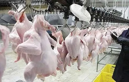 آغاز فرآیند ذخیره&zwnj;سازی استراتژیک مرغ تولید داخل از امروز