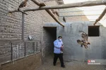 رهاسازی ۹ قطعه پرنده شکاری و آبزی در تالاب بهشت معصومه