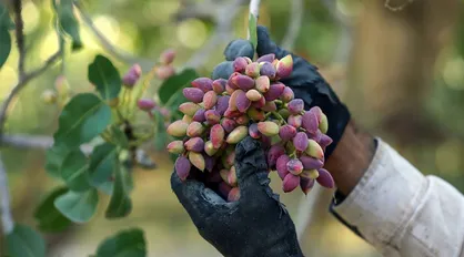 پیش&zwnj;بینی برداشت ۶۰ هزار تن پسته از باغات یزد