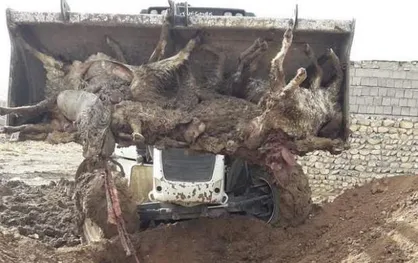 گرگ&zwnj;ها ۲۲ راس دام را دریدند