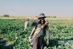 برداشت طالبی از مزارع قم