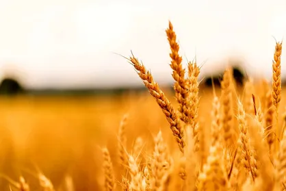 پرداخت مطالبات گندم&zwnj;کاران از ۱۵۰ همت گذشت