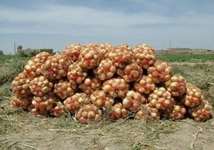 خرید ۱۵ میلیارد تومانی پیاز در جنوب کرمان