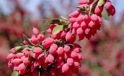 پای درد و دل کشاورزان؛ رنج پایتخت جهانی زرشک از نبود صنایع فرآوری