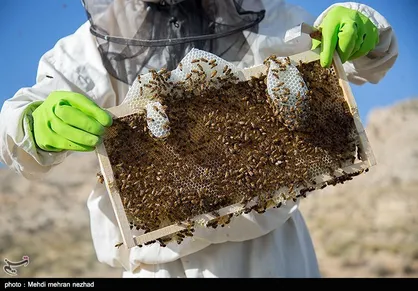 چگونه &laquo;عسل طبیعی&raquo; را از عسل تقلبی تشخیص دهیم