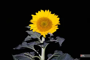 435