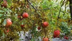 ایران سومین تولید کننده انار در جهان