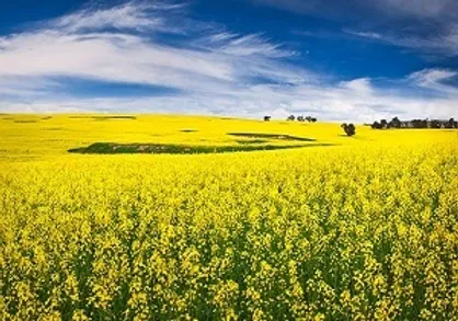خرید ۵۴ هزار تن دانه روغنی کلزا از کشاورزان گلستان