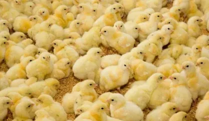 قاچاق جوجه با دستگاه&zwnj;های خاص