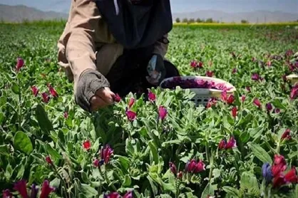 حمایت ۲۰ میلیارد ریالی بنیاد احسان برای کشت گیاهان دارویی توسط خانوار&zwnj;های کم برخوردار