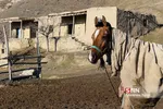 اسب ترکمن