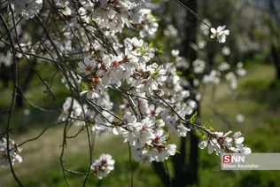 شکوفه های بهاری منطقه مهارلو استان فارس