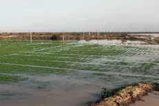 سیل به بخش کشاورزی خراسان رضوی ۳۳۳ میلیارد تومان خسارت زد