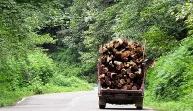 کشف ۵ تن چوب جنگلی قاچاق در بابل