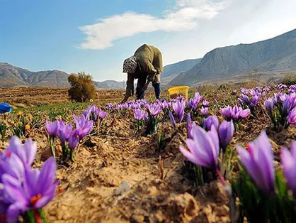 دانشگاه گناباد میزبان  ششمین همایش ملی زعفران می&zwnj;شود